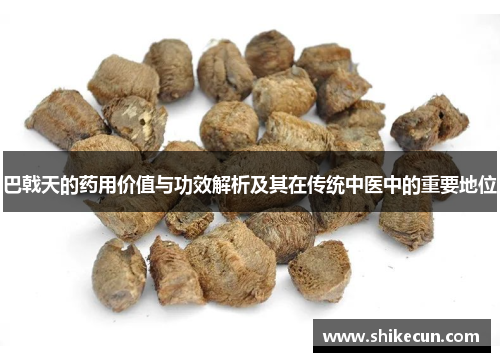 巴戟天的药用价值与功效解析及其在传统中医中的重要地位