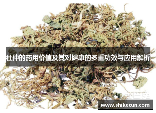 杜仲的药用价值及其对健康的多重功效与应用解析